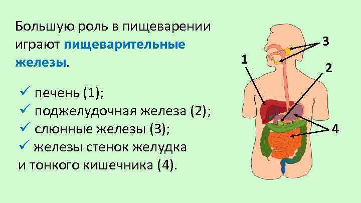 Большую роль в пищеварении играют пищеварительные железы. ü печень (1); ü поджелудочная железа (2);