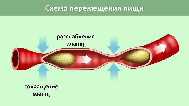 Схема перемещения пищи расслабление мышц сокращение мышц 