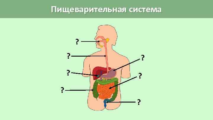 Пищеварительная система ? ? ? 