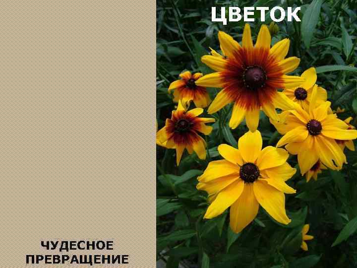 ЦВЕТОК ЧУДЕСНОЕ ПРЕВРАЩЕНИЕ 
