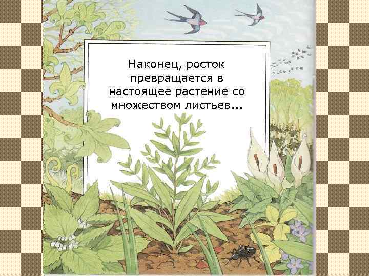 Наконец, росток превращается в настоящее растение со множеством листьев. . . 