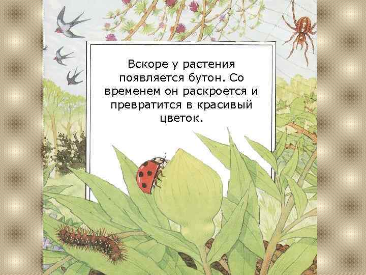 Вскоре у растения появляется бутон. Со временем он раскроется и превратится в красивый цветок.