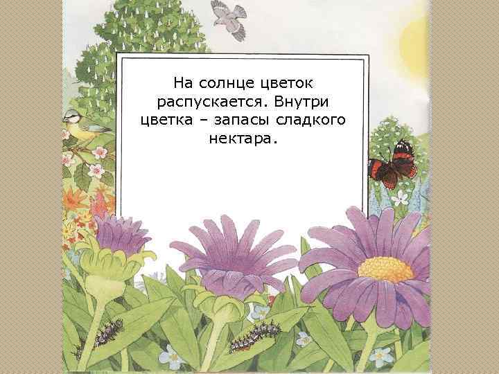 На солнце цветок распускается. Внутри цветка – запасы сладкого нектара. 
