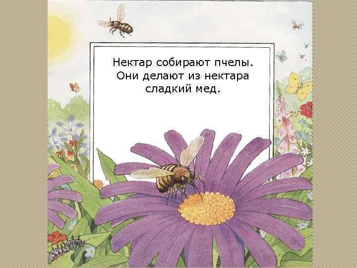 Нектар собирают пчелы. Они делают из нектара сладкий мед. 