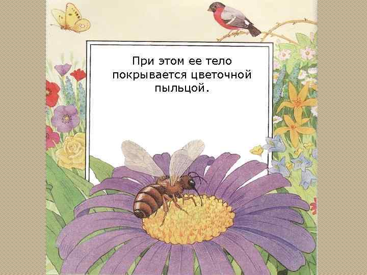 При этом ее тело покрывается цветочной пыльцой. 