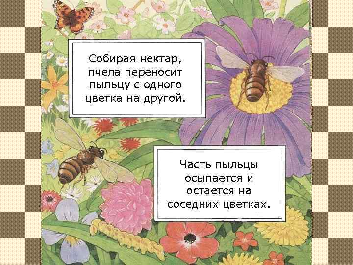 Собирая нектар, пчела переносит пыльцу с одного цветка на другой. Часть пыльцы осыпается и