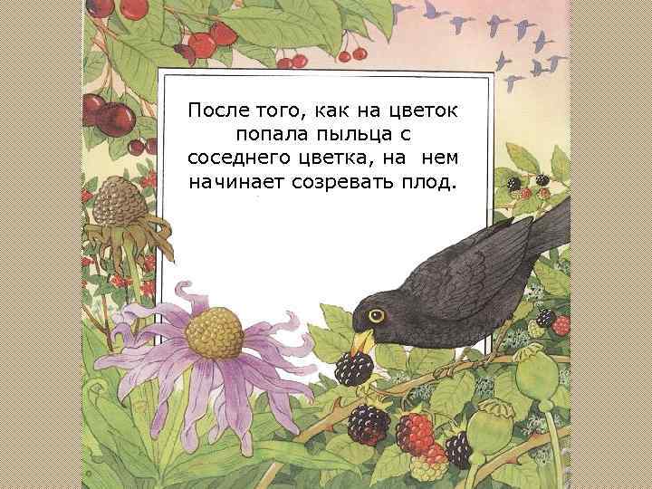 После того, как на цветок попала пыльца с соседнего цветка, на нем начинает созревать