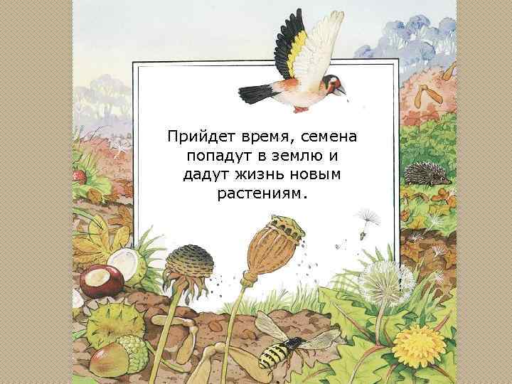 Прийдет время, семена попадут в землю и дадут жизнь новым растениям. 