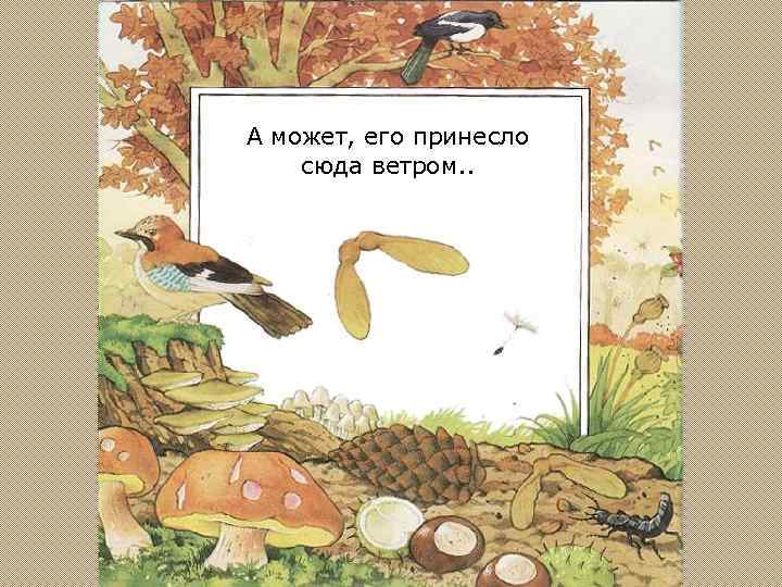 А может, его принесло сюда ветром. . 