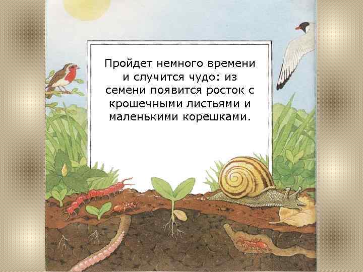 Пройдет немного времени и случится чудо: из семени появится росток с крошечными листьями и