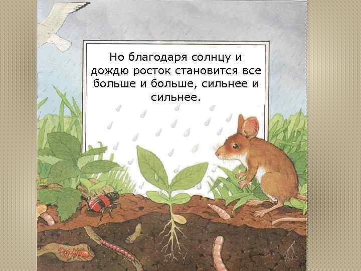 Но благодаря солнцу и дождю росток становится все больше и больше, сильнее и сильнее.