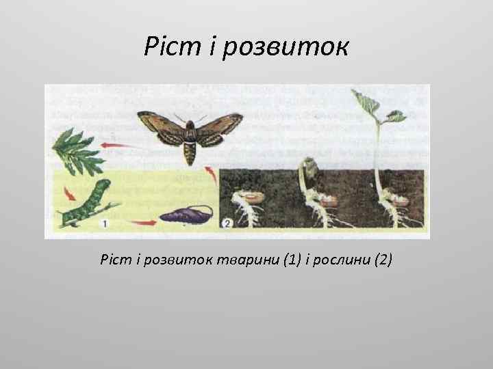Ріст і розвиток тварини (1) і рослини (2) 