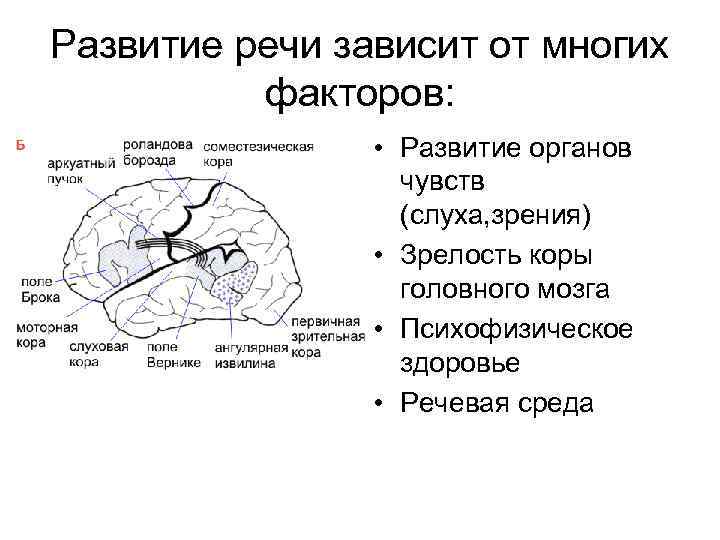 Развитие речи зависит от многих факторов: • Развитие органов чувств (слуха, зрения) • Зрелость