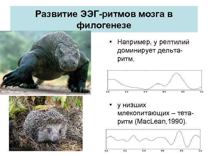 Развитие ЭЭГ-ритмов мозга в филогенезе • Например, у рептилий доминирует дельтаритм, • у низших