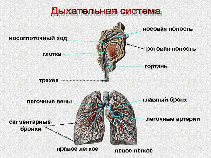 Носовая полость трахея бронхи составляют