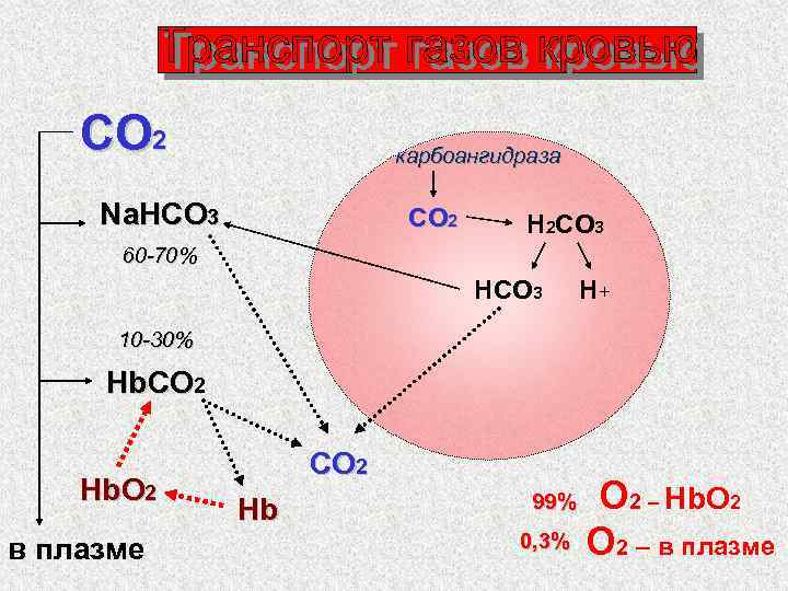 Co2 что это. Карбоангидраза. Карбоангидраза 2. Карбоангидраза биохимия. Карбоангидраза + co2.