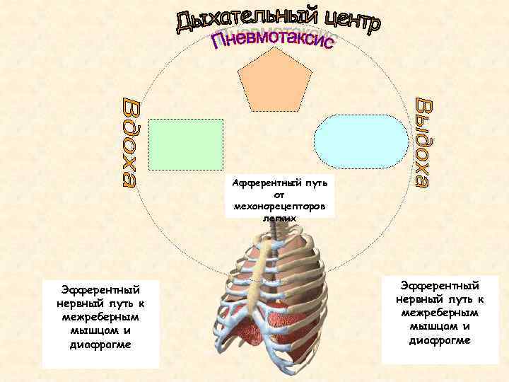 Афферентный путь от механорецепторов легких Эфферентный нервный путь к межреберным мышцам и диафрагме 