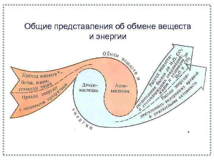 Общие представления об обмене веществ и энергии 