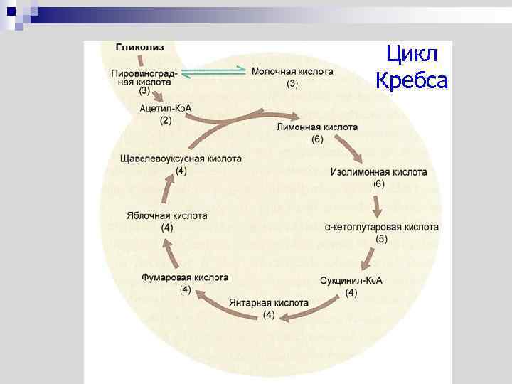 Цикл Кребса 