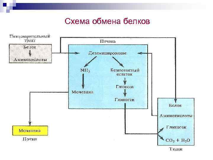 Схема обмена белков 