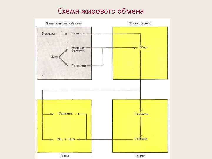 Схема жирового обмена 