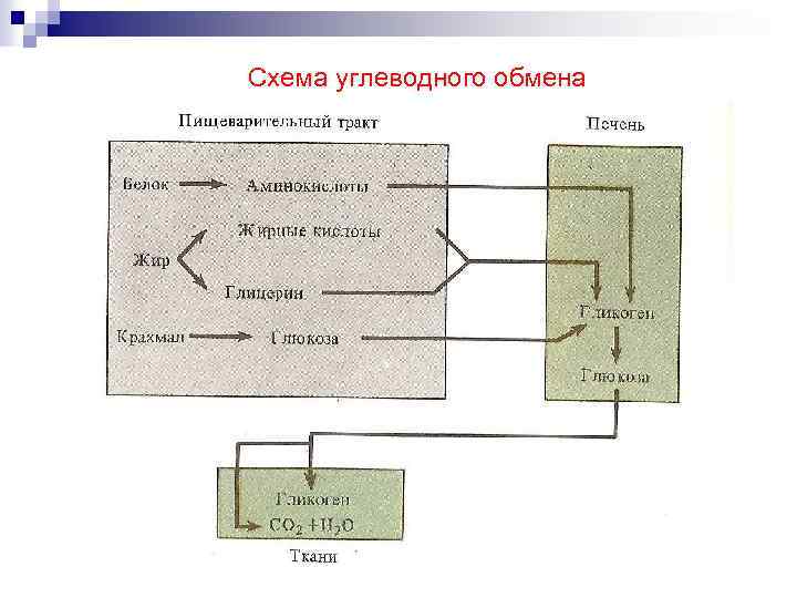 Схема углеводного обмена 