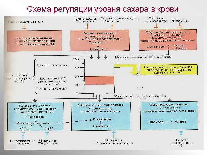 Схема регуляции глюкозы в крови