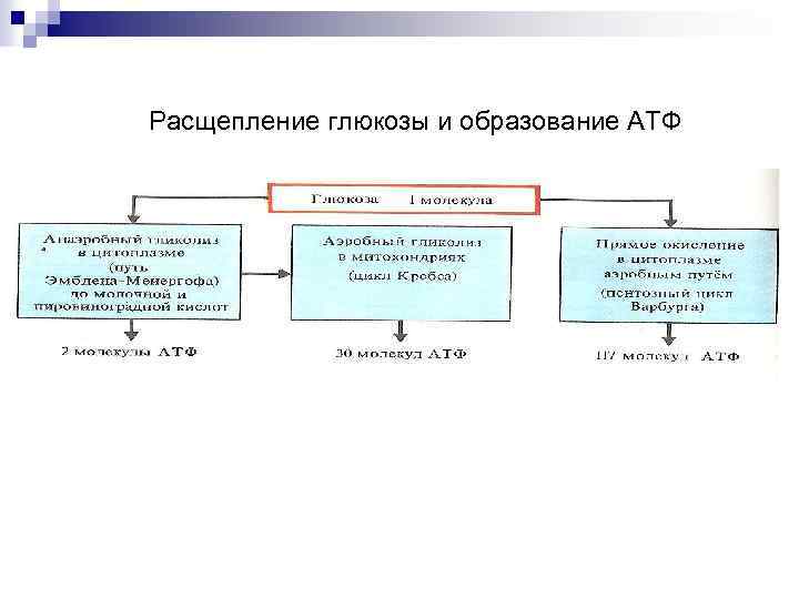 Расщепление глюкозы и образование АТФ 