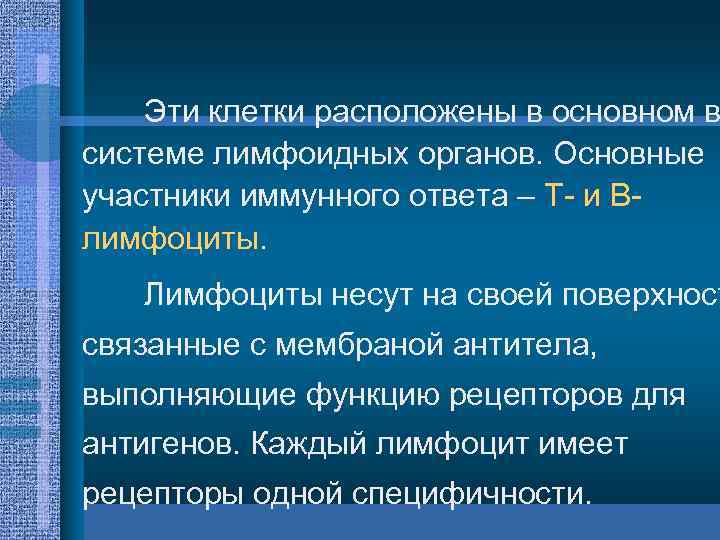 Эти клетки расположены в основном в системе лимфоидных органов. Основные участники иммунного ответа –