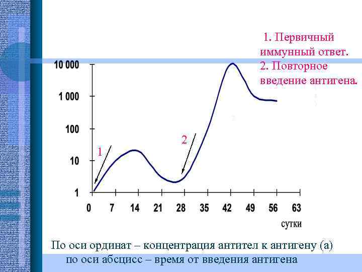 1. Первичный иммунный ответ. 2. Повторное 1. введение антигена. ( а ) 2 1