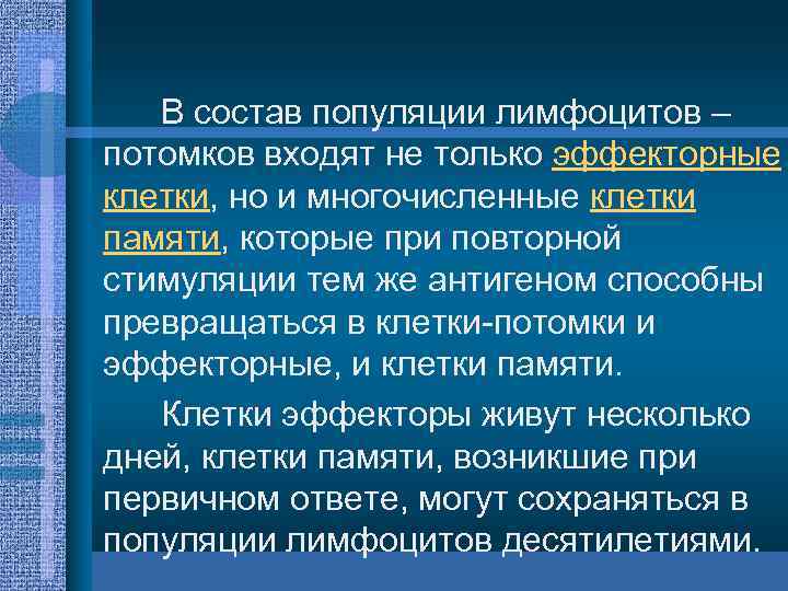 В состав популяции лимфоцитов – потомков входят не только эффекторные клетки, но и многочисленные