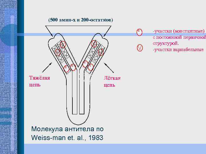 (500 амин-х и 200 -остатков) антигенсвязующие центры c Тяжёлая цепь c c Молекула антитела
