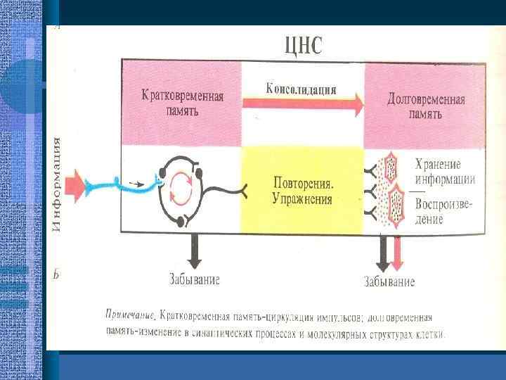 Биохимия памяти презентация