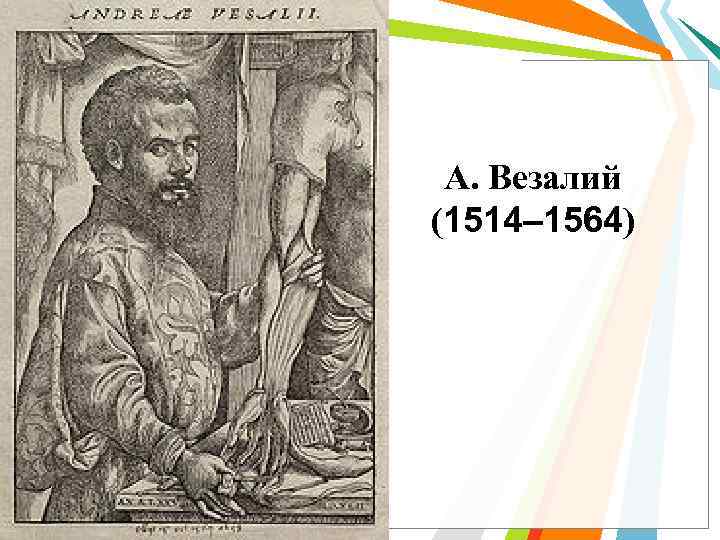 А. Везалий (1514– 1564) 