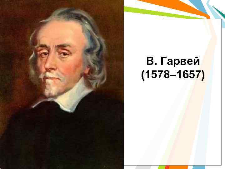 В. Гарвей (1578– 1657) 