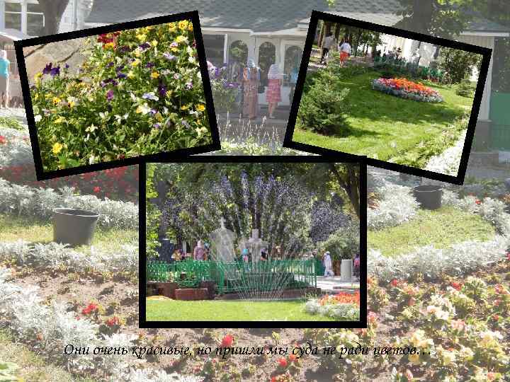 Они очень красивые, но пришли мы суда не ради цветов… 