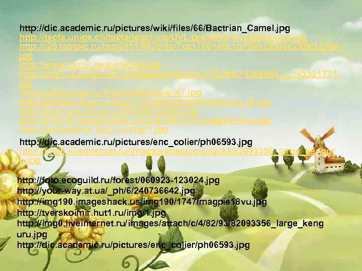 http: //dic. academic. ru/pictures/wiki/files/66/Bactrian_Camel. jpg http: //tecfa. unige. ch/tecfa/teaching/UVLibre/9899/fev 2000/loup 3. jpg http: //i