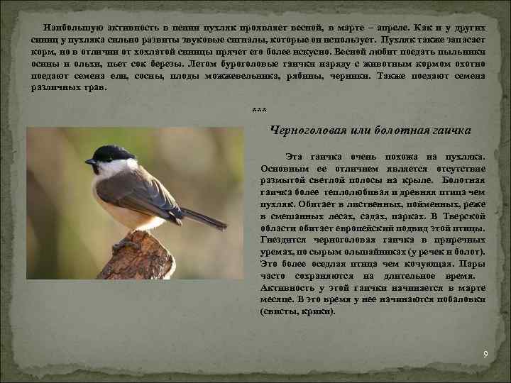  Наибольшую активность в пении пухляк проявляет весной, в марте – апреле. Как и
