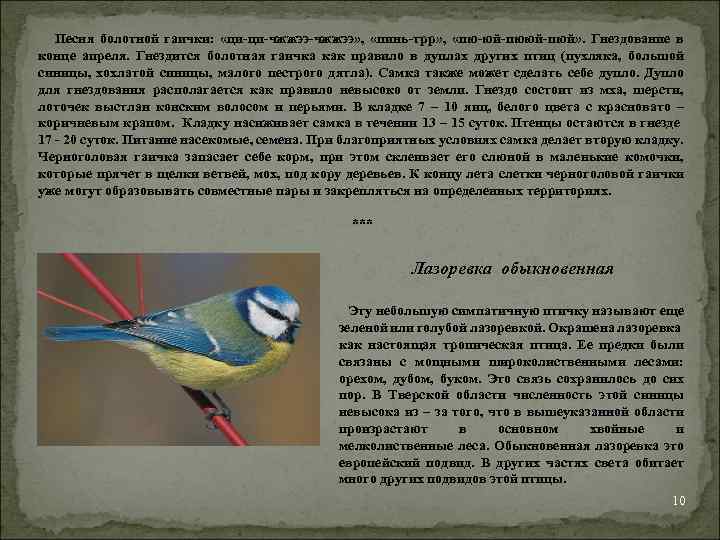  Песня болотной гаички: «ци-ци-чжжээ» , «пинь-трр» , «пю-юй-пюй» . Гнездование в конце апреля.