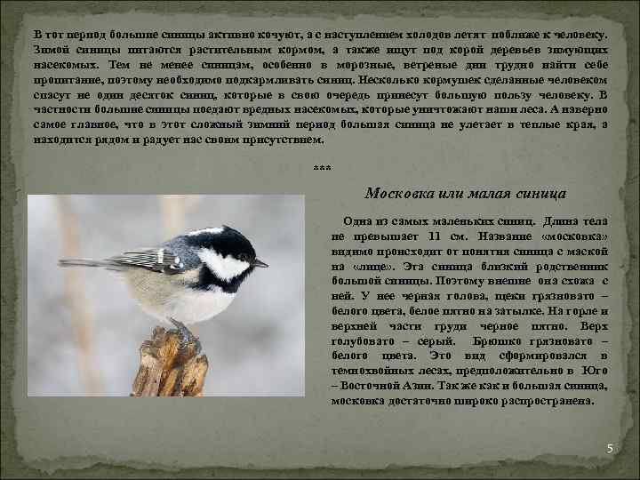 В тот период большие синицы активно кочуют, а с наступлением холодов летят поближе к