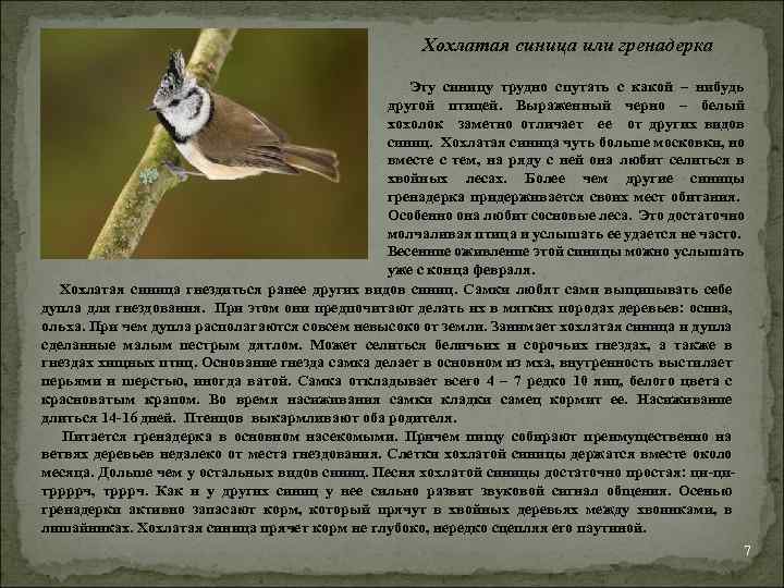 Хохлатая синица или гренадерка Эту синицу трудно спутать с какой – нибудь другой птицей.