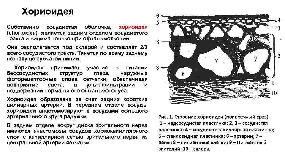 Хориоидея Собственно сосудистая оболочка, хориоидея (chorioidea), является задним отделом сосудистого тракта и видима только