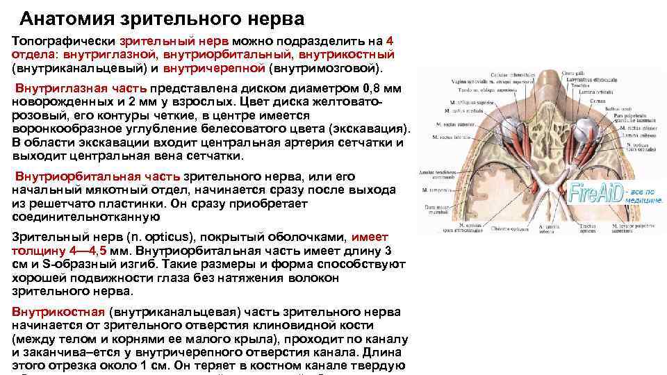 Периневральное пространство зрительного нерва. Зрительный нерв топографическая анатомия. Зрительный нерв функции таблица. Топографические части зрительного нерва. Глазной нерв строение и функции.
