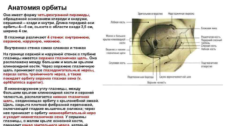 Верхняя глазничная щель. Верхняя глазничная щель анатомия. Нижняя глазничная щель анатомия. Топография черепа глазница. Топография глазницы анатомия.