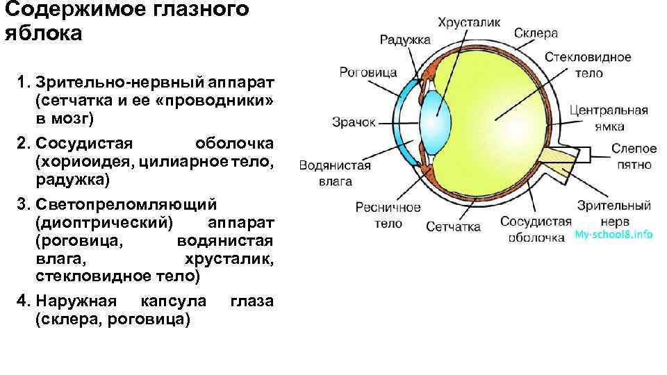 Определите место на которое проецируется изображение предмета в глазном яблоке