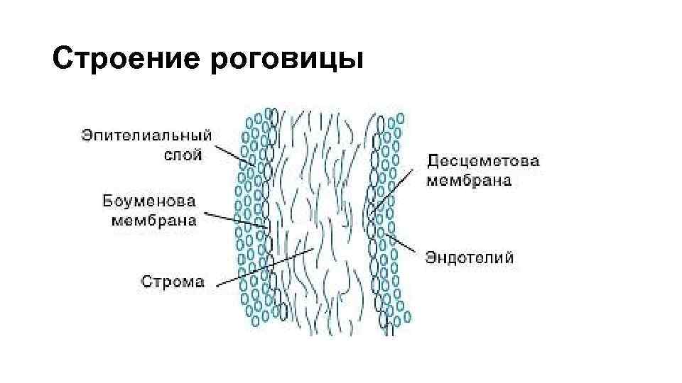 Строение роговицы 