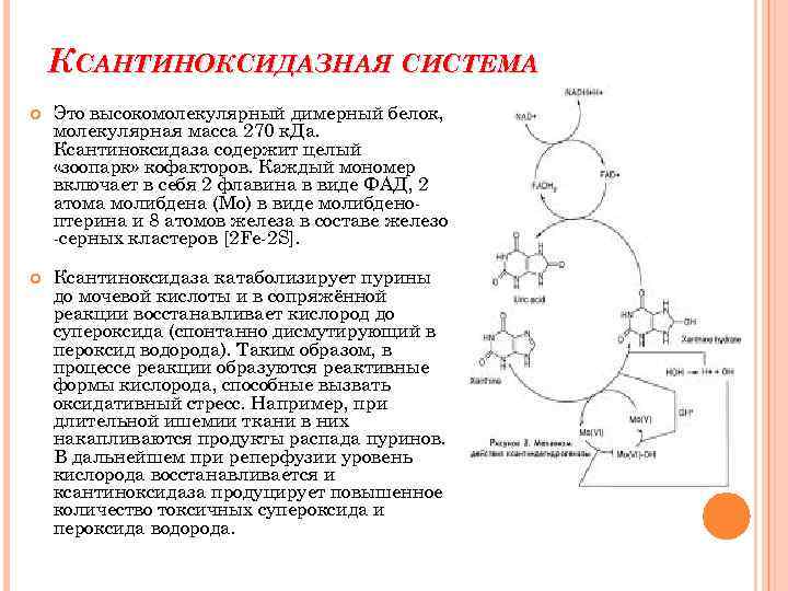 КСАНТИНОКСИДАЗНАЯ СИСТЕМА Это высокомолекулярный димерный белок, молекулярная масса 270 к. Да. Ксантиноксидаза содержит целый