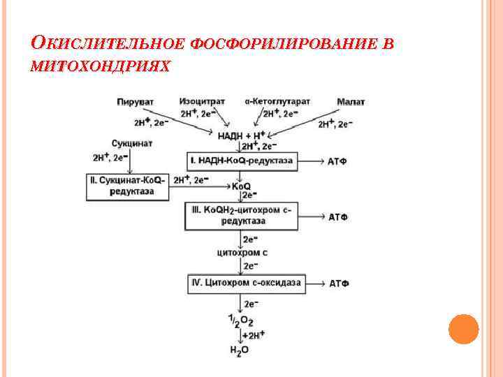 Фосфорилирование биохимия. Обобщенная схема окислительного фосфорилирования. Схема процесса фосфорилирования. Окислительное фосфорилирование схема реакции. Окислительное фосфорилирование примеры реакций.