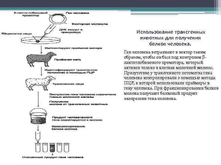 Схема получения трансгенного животного