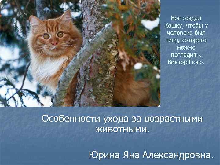 Бог создал Кошку, чтобы у человека был тигр, которого можно погладить. Виктор Гюго. Особенности